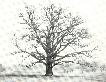 Family Tree
